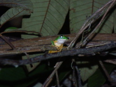 Callimedusa tomopterna
