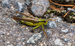 Ognevia longipennis