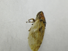 Lepyronia coleoptrata