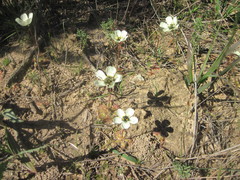 Drosera pauciflora