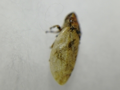 Lepyronia coleoptrata