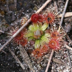 Drosera pulchella
