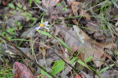 Eurybia spectabilis