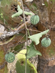 Adenia hastata