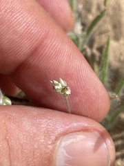 Trichoptilium incisum