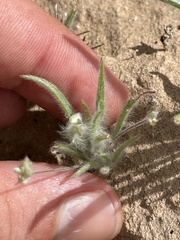 Trichoptilium incisum