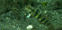 Amblygobius sphynx