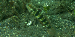 Amblygobius sphynx
