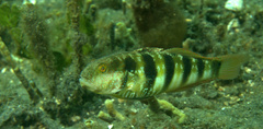 Amblygobius sphynx