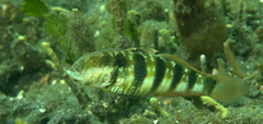 Amblygobius sphynx