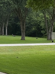 Meleagris gallopavo osceola