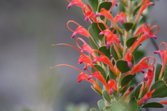 Adenanthos