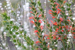 Adenanthos