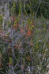 Adenanthos