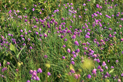 Allium schoenoprasum