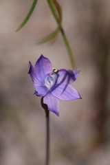 Thelymitra graminea