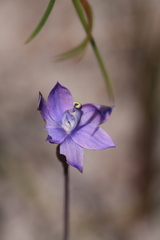 Thelymitra graminea