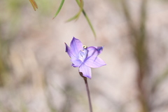 Thelymitra graminea