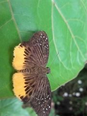 Mooreana trichoneura