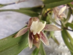 Scaphyglottis