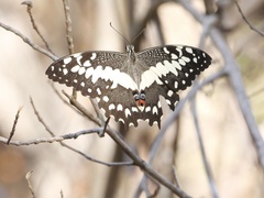 Papilio erithonioides