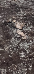 Xanthoparmelia conspersa