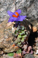 Linaria alpina