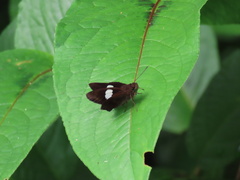 Notocrypta paralysos varians