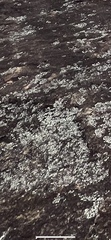 Xanthoparmelia conspersa