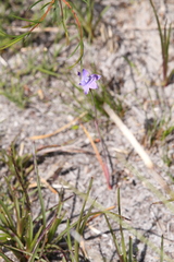 Thelymitra graminea