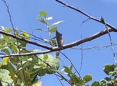Charaxinae