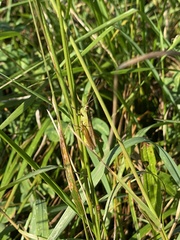 Mecostethus parapleurus