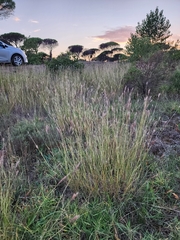Bothriochloa ischaemum