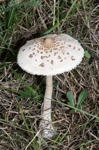 Slender Parasol