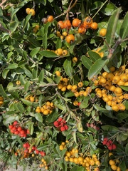 Pyracantha