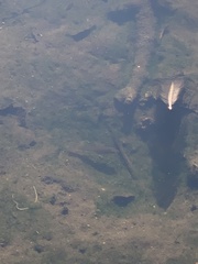 Micropterus salmoides