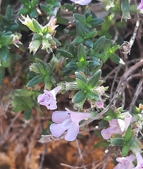 Micromeria graeca