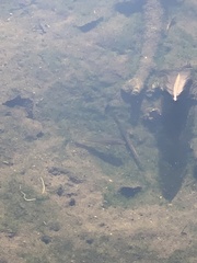 Micropterus salmoides