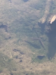 Micropterus salmoides