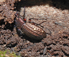 Carabus cancellatus