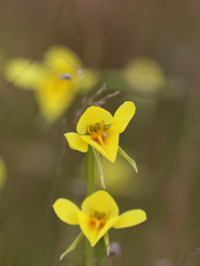 Diuris chryseopsis