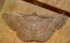 Parilexia nicetaria