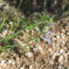 Ipomopsis multiflora