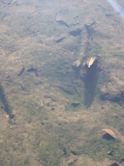 Micropterus salmoides