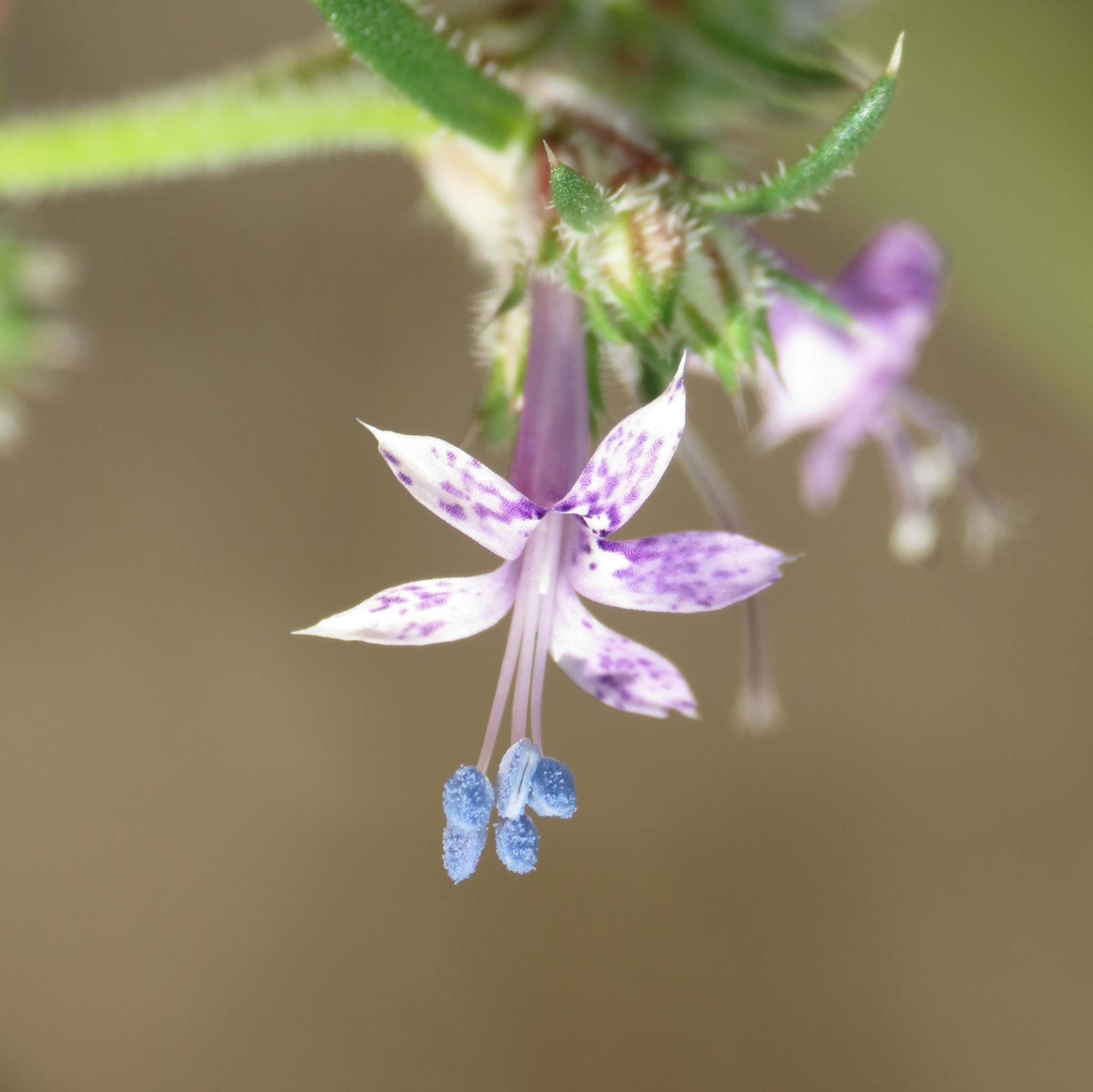 Ipomopsis multiflora