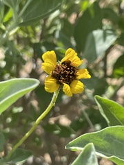 Encelia palmeri