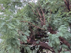 Senegalia caffra