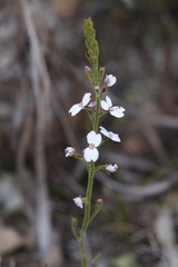 Stylidium barleei