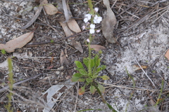 Stylidium barleei