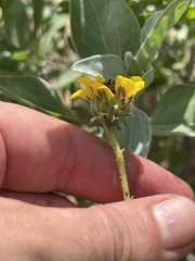 Encelia palmeri